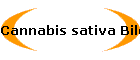 Cannabis sativa Bild08