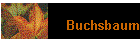 Buchsbaum