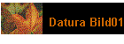 Datura Bild01