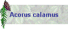 Acorus calamus