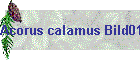 Acorus calamus Bild01
