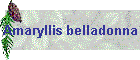 Amaryllis belladonna