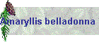Amaryllis belladonna Bild01