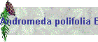 Andromeda polifolia Bild02