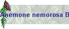 Anemone nemorosa Bild01