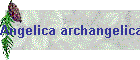 Angelica archangelica Bild02