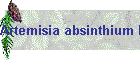 Artemisia absinthium Bild02