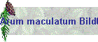 Arum maculatum Bild01
