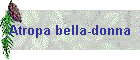 Atropa bella-donna
