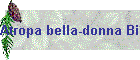 Atropa bella-donna Bild04