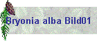 Bryonia alba Bild01