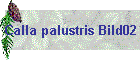 Calla palustris Bild02