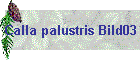 Calla palustris Bild03