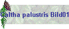 Caltha palustris Bild01