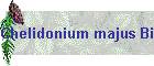 Chelidonium majus Bild01