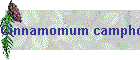 Cinnamomum camphora Bild01