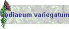 Codiaeum variegatum Bild01