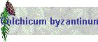 Colchicum byzantinum Bild02
