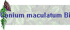 Conium maculatum Bild02