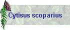 Cytisus scoparius