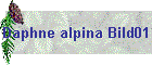 Daphne alpina Bild01