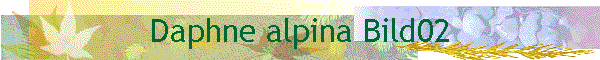 Daphne alpina Bild02