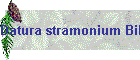 Datura stramonium Bild01