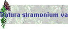 Datura stramonium var godronii Bild01