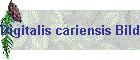 Digitalis cariensis Bild01