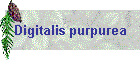 Digitalis purpurea