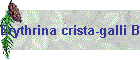 Erythrina crista-galli Bild03