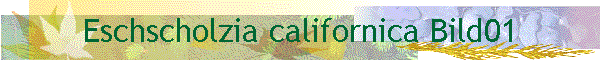 Eschscholzia californica Bild01