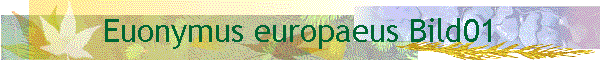 Euonymus europaeus Bild01