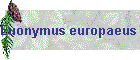 Euonymus europaeus Bild01