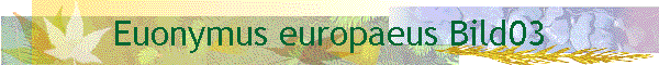 Euonymus europaeus Bild03