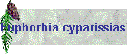 Euphorbia cyparissias Bild01
