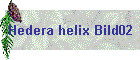 Hedera helix Bild02