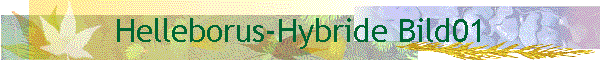 Helleborus-Hybride Bild01