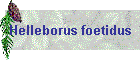Helleborus foetidus