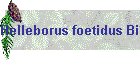 Helleborus foetidus Bild01