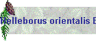 Helleborus orientalis Bild01