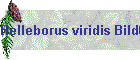 Helleborus viridis Bild01