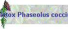 Intox Phaseolus coccineus01