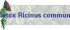 Intox Ricinus communis01