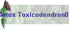 Intox Toxicodendron01