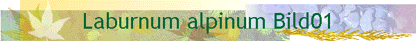 Laburnum alpinum Bild01