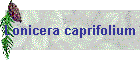 Lonicera caprifolium