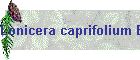 Lonicera caprifolium Bild01