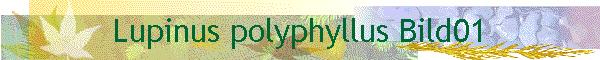 Lupinus polyphyllus Bild01