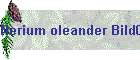 Nerium oleander Bild01
